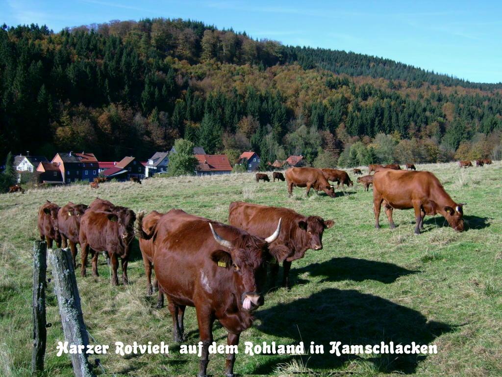 Gaestehaus Buendge Kamschlacken Luaran gambar